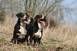 BOUVIER D'APPENZELL 022